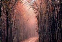 虎扑体育:王哲林13+8布莱德索31分 上海男篮夺俱乐部杯冠军.